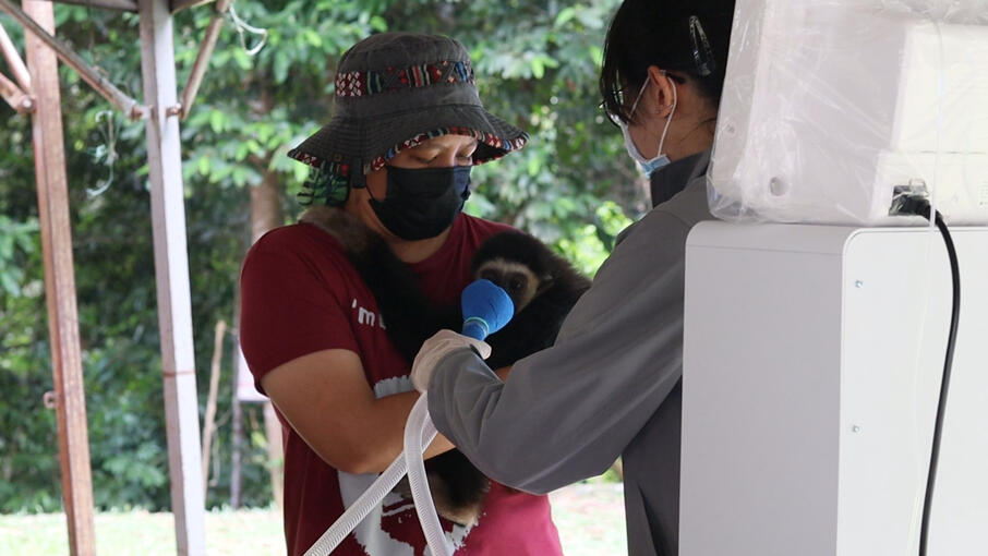 Bam comforts Enku&#39; while a wildlife veterinarian gives him a dose of anesthesia.
